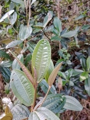 Miconia squamulosa