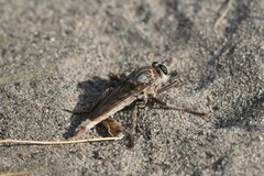 Proctacanthus milbertii