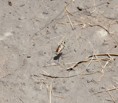 Eunota circumpicta johnsonii