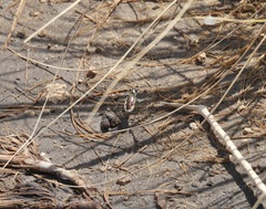 Eunota circumpicta johnsonii