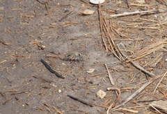 Laphystia