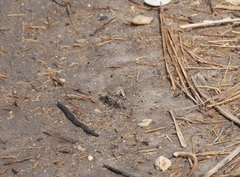 Laphystia