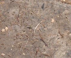 Laphystia