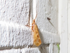 Limnephilus marmoratus
