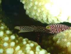 Trapezia rufopunctata