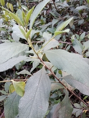 Varronia cylindrostachya