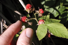 Rubus idaeus strigosus