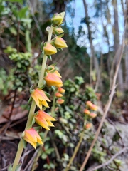 Echeveria bicolor