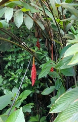 Heliconia ramonensis