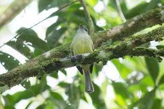 Tolmomyias flavotectus