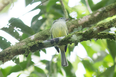 Tolmomyias flavotectus