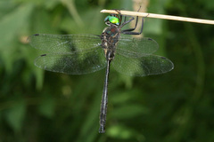 Somatochlora tenebrosa