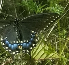 Papilio polyxenes