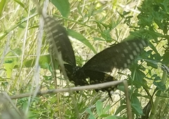 Papilio polyxenes