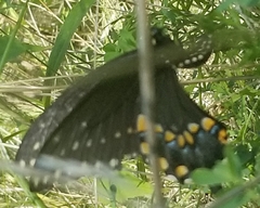 Papilio polyxenes