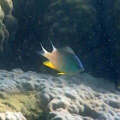 Amblyglyphidodon orbicularis