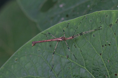 Pseudophasma marmoratum