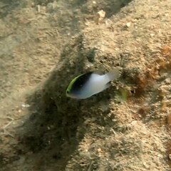 Chrysiptera rollandi