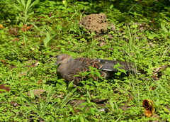Streptopelia orientalis