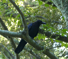 Corvus macrorhynchos