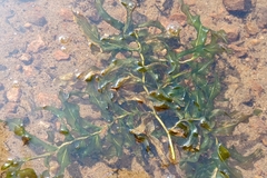 Potamogeton praelongus