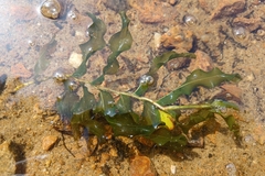 Potamogeton praelongus