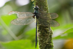 Gynacantha membranalis