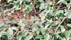 Sympetrum infuscatum