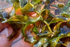 Potamogeton praelongus