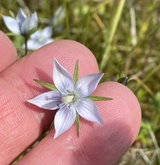 Lomatogonium rotatum