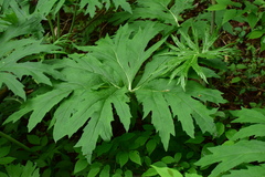 Ligularia japonica