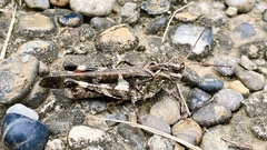 Oedaleus infernalis