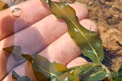 Potamogeton praelongus