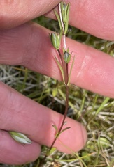 Lomatogonium rotatum