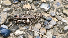Oedaleus infernalis