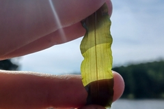 Potamogeton praelongus