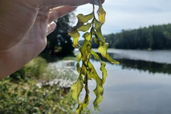 Potamogeton praelongus