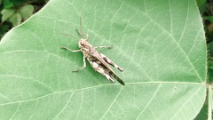 Oedaleus infernalis