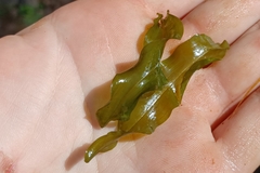 Potamogeton praelongus