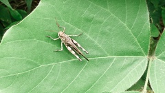 Oedaleus infernalis