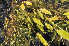 Potamogeton alpinus