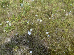 Lomatogonium rotatum