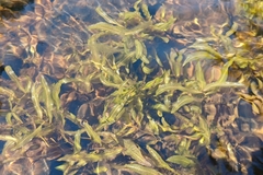 Potamogeton alpinus