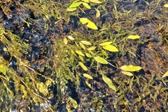 Potamogeton alpinus