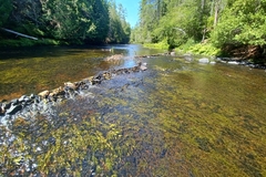 Potamogeton alpinus