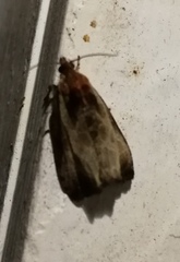 Olethreutes inornatana