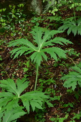 Ligularia japonica