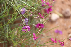 Swainsona campylantha