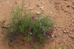 Swainsona campylantha