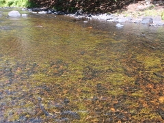 Potamogeton alpinus